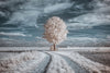 Lonely Chestnut Tree - Canvas Prints