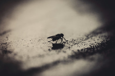Alone Fly by Kasun Jayasinghe