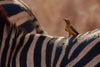 Red-Billed Oxpecker - Life Size Posters