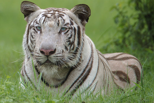 White Tiger - Large Art Prints