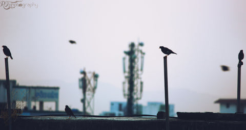Bird Silhouette - Framed Prints by Rakesh Oswal