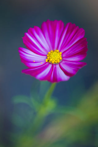 Star In Autumn - Art Prints