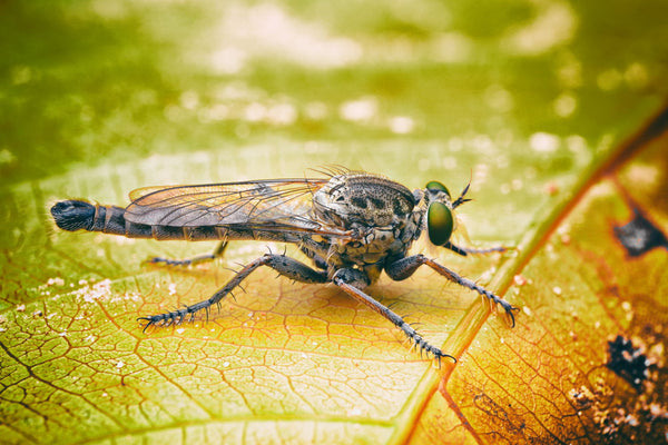 Robber Fly - Large Art Prints