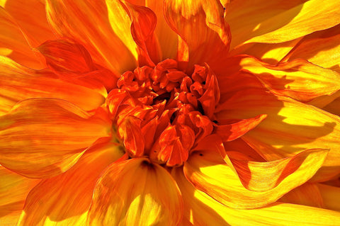 Orange Dahlia - Posters by Floriske Gerritsma