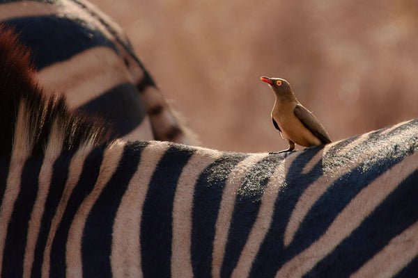 Red-Billed Oxpecker - Large Art Prints