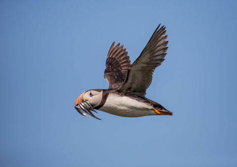 Puffin - Large Art Prints by Danny Moore