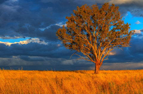 Sunset In Nundle - Canvas Prints