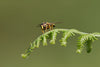 Hoverfly In Green - Framed Prints