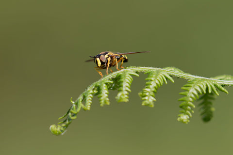 Hoverfly In Green - Canvas Prints by Peter Garner