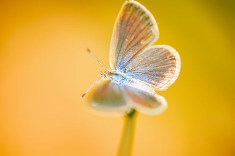 Autumn Butterfly by Du Pham