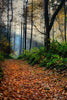 Forest Rays - Large Art Prints