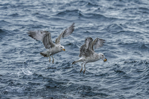 Marmara Seagulls by Tomás Llamas Quintas