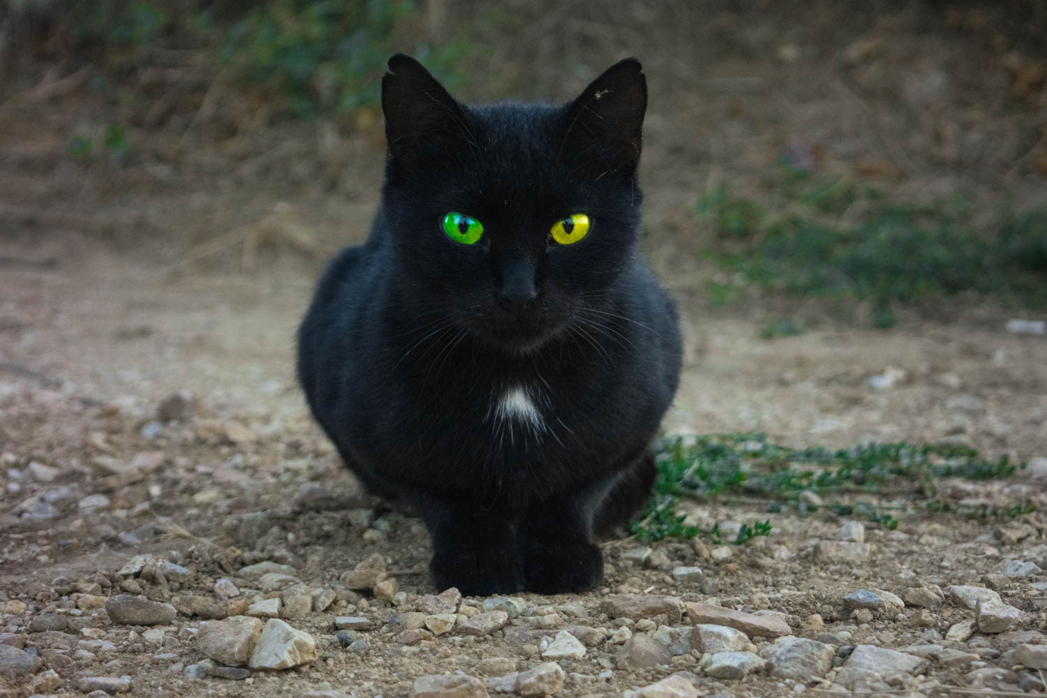 How to Buy Cat CF: Expert Tips for Smart Shopping