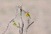 Blue-Cheeked Bee-Eater - Large Art Prints