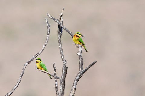 Blue-Cheeked Bee-Eater - Life Size Posters