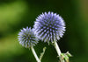 Thistles - Large Art Prints