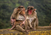 A Family Chat Together - Canvas Prints