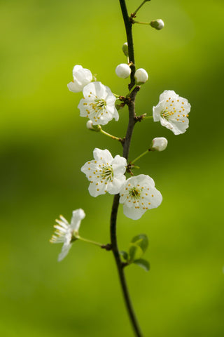 White Blossom - Framed Prints by Lizardofthewisard