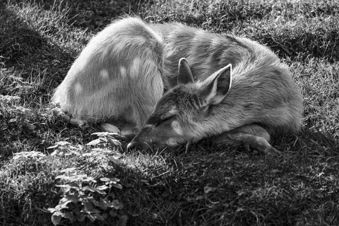 Deer Sleeping - Framed Prints by Martin Beecroft Photography