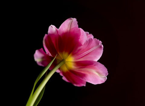 Pink Tulip-I - Framed Prints by Lizardofthewisard