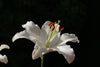 White Lily - Canvas Prints