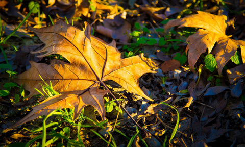 Autumn Leaves - Canvas Prints