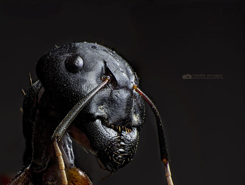 Ant Portrait - Life Size Posters