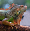 My Iguana - Canvas Prints