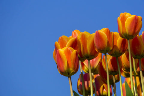 Tulips And The Sky - Canvas Prints by Lizardofthewisard