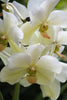 Vanda - Posters