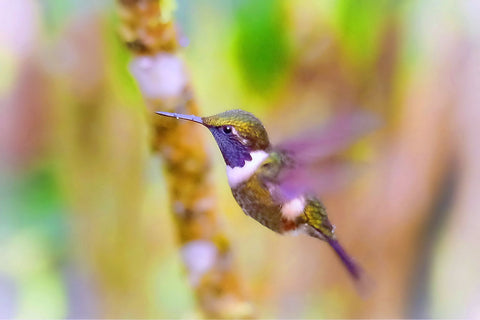 Hummingbird - Canvas Prints by Shane WP