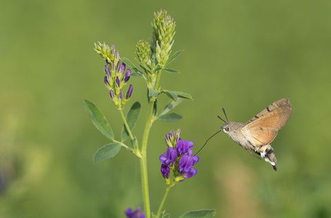 Hummingbird Hawk-Moth by Janmohamad Malekzadeh