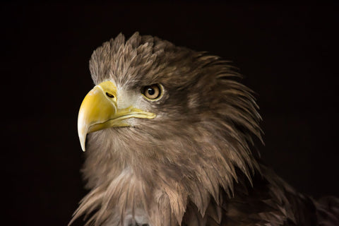 The Sea Eagle - Life Size Posters by Danny Moore