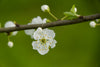 Blossom - Framed Prints