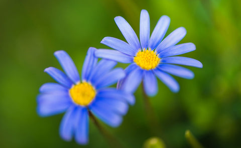 Two Blue - Framed Prints