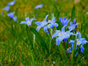 Blue Lilies - Large Art Prints