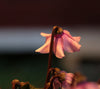 Flower - Life Size Posters