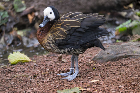 White Faced Whistling Duck - Large Art Prints