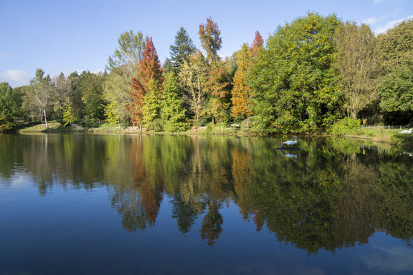 Reflection - Framed Prints