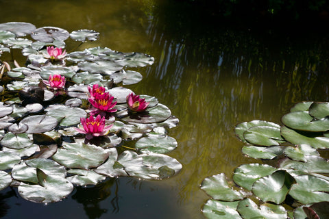 Wintergarden Lilies - Life Size Posters by Graham Averell