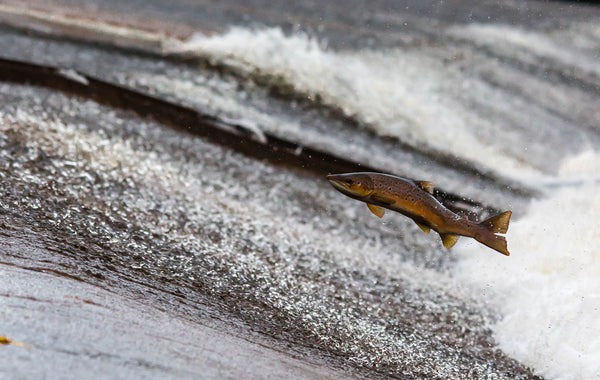 The Leaping Salmon - Life Size Posters