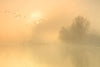 Thames - Art Prints