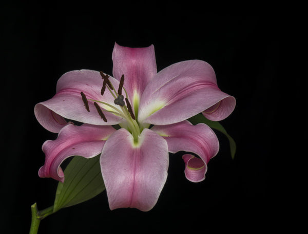 Lilium - Large Art Prints