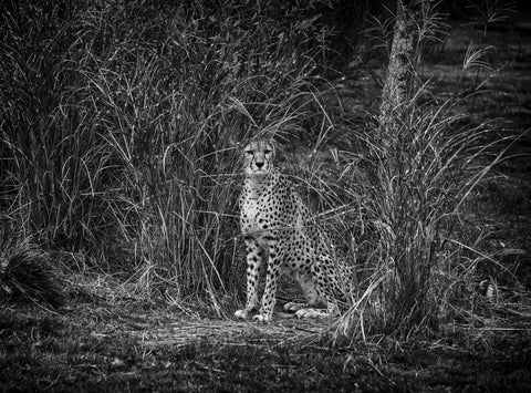 Cheetah by Martin Beecroft Photography