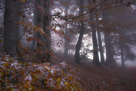 Autumn Meets Winter - Framed Prints