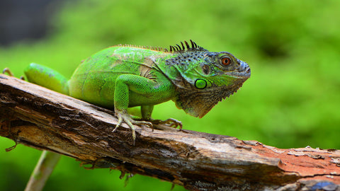 Green Iguana - Art Prints