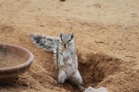 Squirrel by Ananthatejas Raghavan