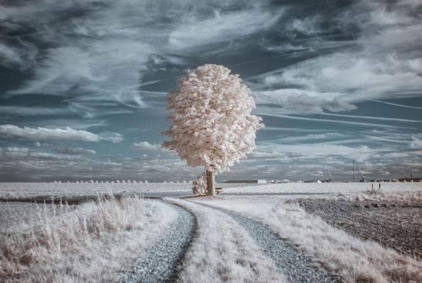 Lonely Chestnut Tree - Canvas Prints