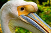 Pelican - Framed Prints