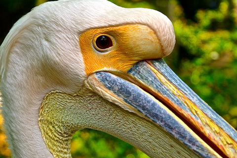 Pelican - Canvas Prints